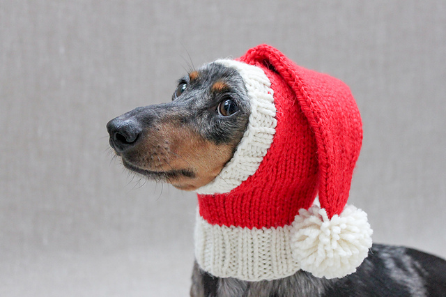christmas hat dog