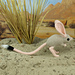 Jerboa pattern 