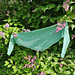 Pitsiyrtti huivi pattern 