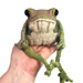 Toad Familiar pattern 
