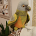 Knitted Senegal Parrot pattern 