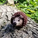 Humphrey the Hedgie pattern 
