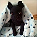 French Bulldog pattern 