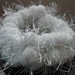 Pom Pom Scrunchie photo 3