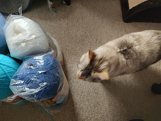 Kismet approved :cat2: