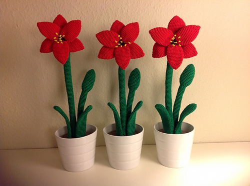 Amaryllis photo 2