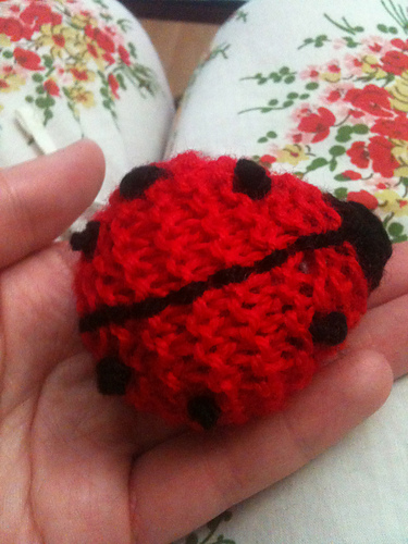 Ladybird photo 9