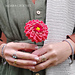 Dahlia Flower photo 4