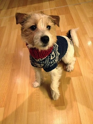 Marius-genser til hund - MrsWinther