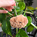 Baby Capybara Keychain pattern