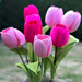 Dynasty Tulip pattern 