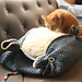 Tunisian Cat Bed pattern 