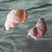 Snail Shell pattern 