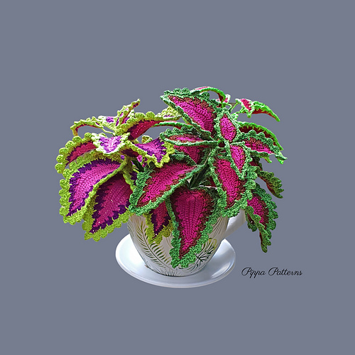 Coleus - Connie Rockliff