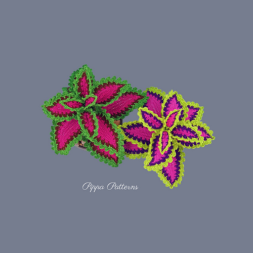 Coleus - Connie Rockliff