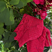 Mélissandre pattern