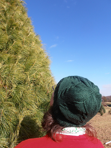 Coniferae - Miranda Grant