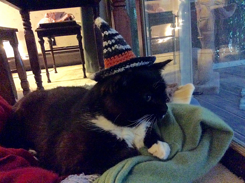 Halloween Cat Witch Hat photo 2