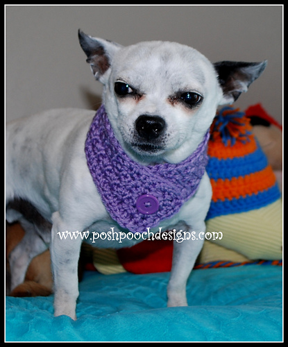 Button Scarf For Dogs photo 5