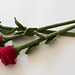 Roses photo 3