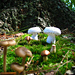 Vintage Button Mushrooms pattern 