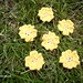 Primrose Flower Applique - Primula Vulgaris pattern 