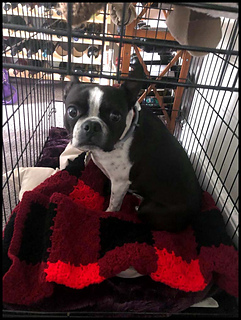 Peyton in her crate.