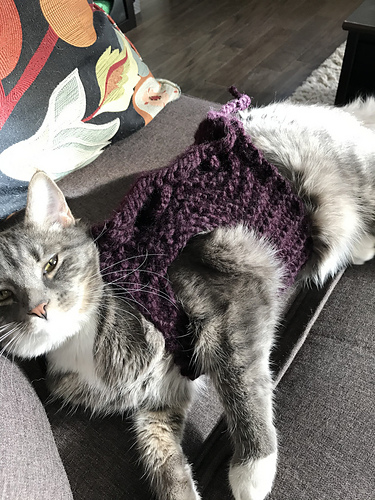 Photo inspiration: Cat Stress Wraps Reference: Ravelry Cat Anxiety Wrap Pattern By Thena Wilson