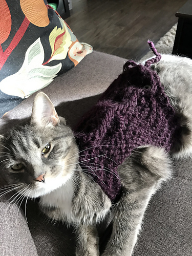 Curated visual reference: Gallery Detail: Ravelry Cat Anxiety Wrap Pattern By Thena Wilson