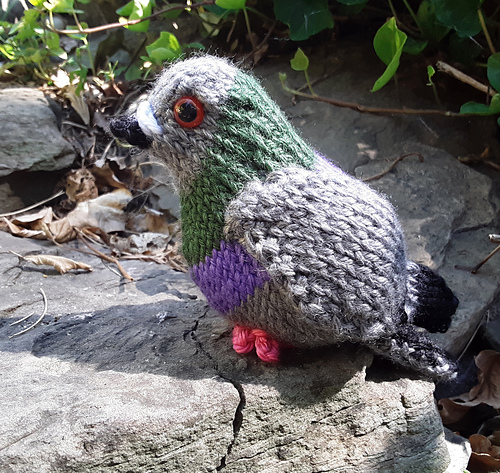 Pudgy Pigeon photo 8