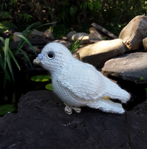 Pudgy Pigeon photo 3