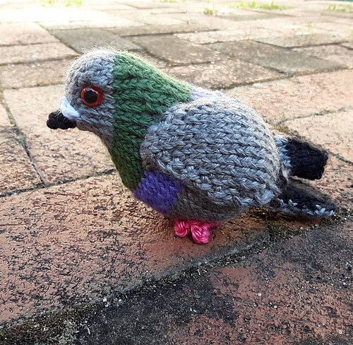 Pudgy Pigeon photo 5