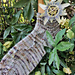 Spuma socks pattern