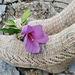 Vomero socks pattern 
