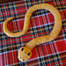 Mini Snake pattern 