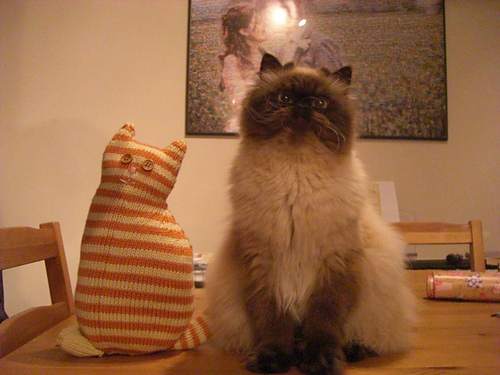 Vindu-katten - Sarah-S