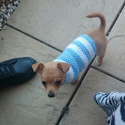 Dog sweater / Hunde-Pulli photo 5