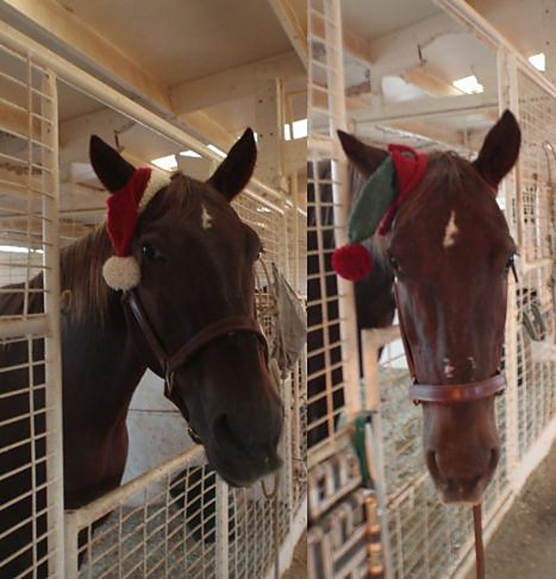 Horsie Santa Hat \u0026 Elf Hat pattern 