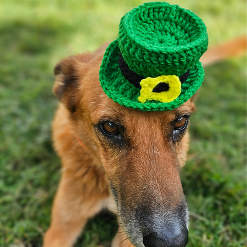 Mini Leprechaun Clip On Hat photo 5