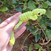 Gary the Snapping Gecko pattern