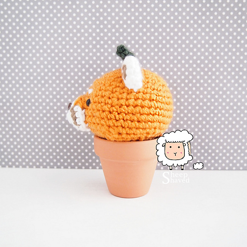 Rød panda-plante - Sheep Shaved