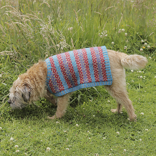 ravelry-teddy-dog-coat-pattern-by-outi-kater