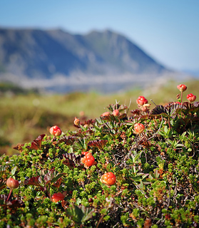 Cloudberries in Northern Norway – the inspiration behind Luomejeaggi