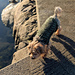 Ella Dog Sweater pattern