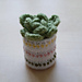 Succulent in a Flowerpot pattern 