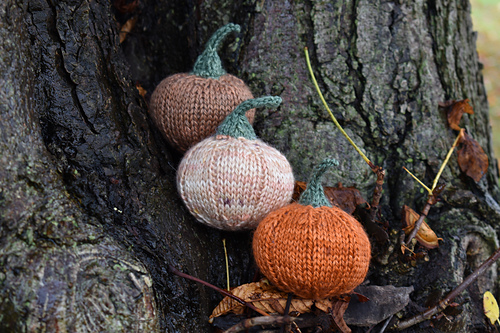 Munchkin Pumpkins photo 6