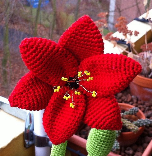 Amaryllis photo 4