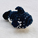 Bean Bud Orca pattern 