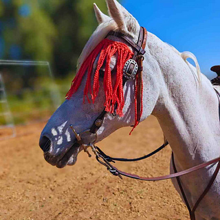 Horse Fly Fringe Crochet Pattern