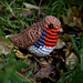 European Robin pattern